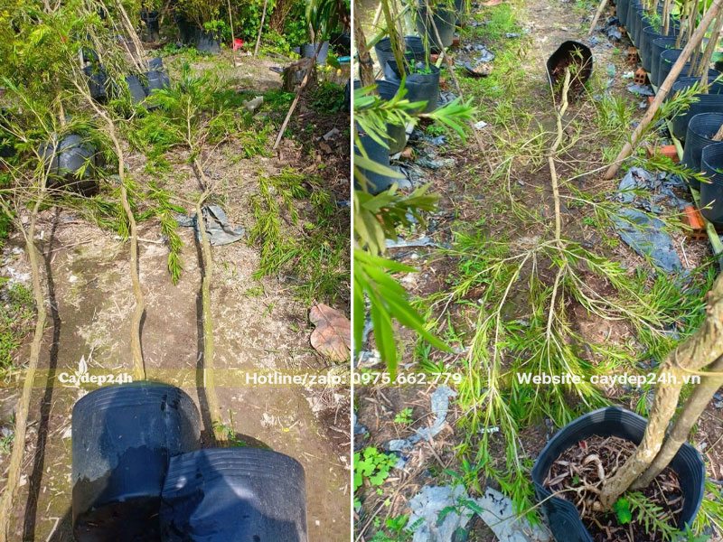 Cây Liễu Đỏ giống nguyên bầu cao hơn 2m