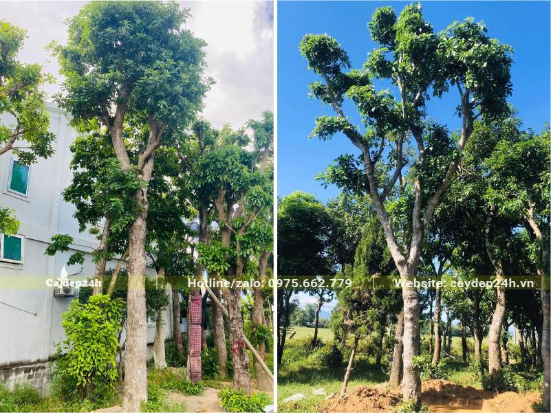 Lộc vừng lâu năm, chiều cao khoảng 5 - 6m, đk gốc 20cm