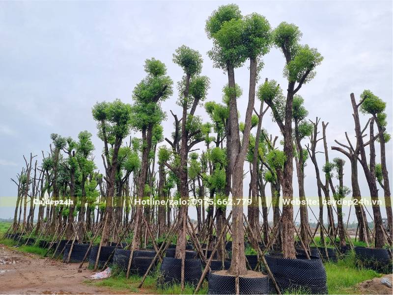 Long Não cao hơn 4m, đường kính thân 25cm đo cách gốc 1m