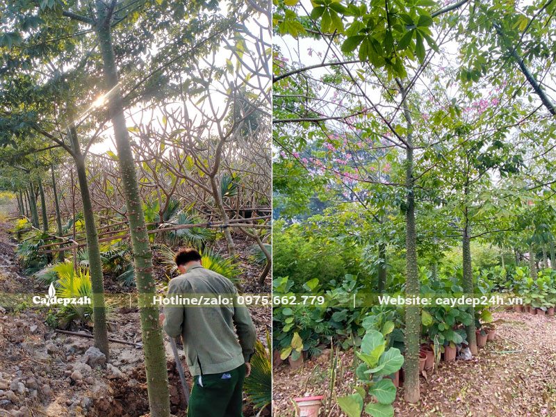 Công nhân đang tiến hàng bứng bầu cây Hồng Mỹ Nhân công trình đk gốc 10 - 15cm