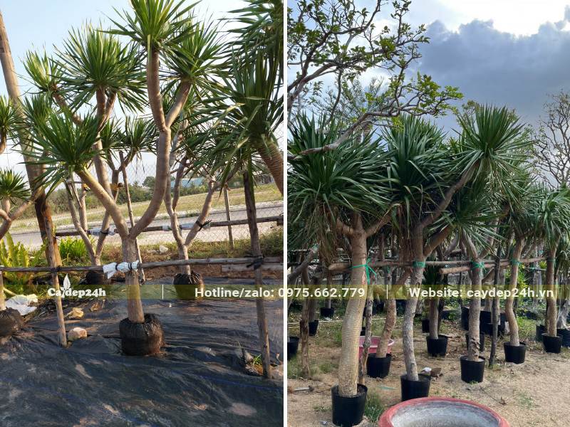 Vườn dâm ủ số lượng lớn cây Phát Tài Núi lâu năm