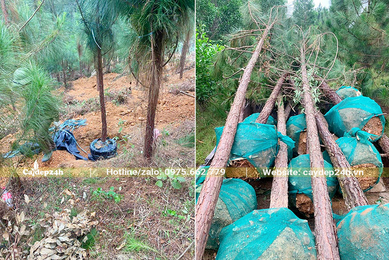 Bứng bầu cây Thông Caribe công trình đk gốc 8 - 10cm