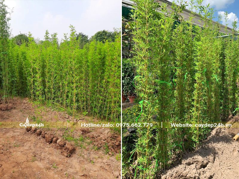 Dâm ủ số lượng lớn cây Trúc Quân Tử chiều cao 2m