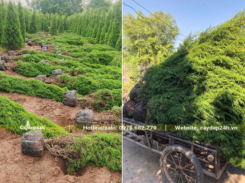 Bứng bầu số lượng lớn cây Tùng Tháo cao 1,5m và chuyển ra xe