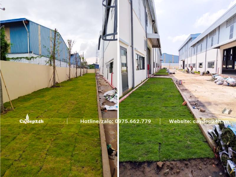 Thảm cỏ Nhung Nhật trồng bên ngoài khuôn viên nhà máy
