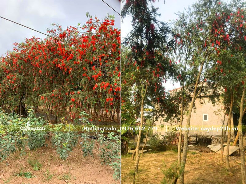 Vườn trồng và chăm sóc cây Liễu Đỏ lâu năm, chiều cao khoảng 3 - 4m, đk gốc gần 10cm