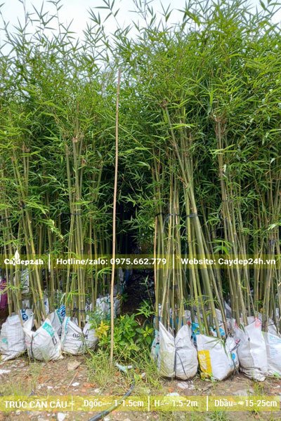 Trúc Cần Cầu thân nhỏ đang dâm ủ tại vườn