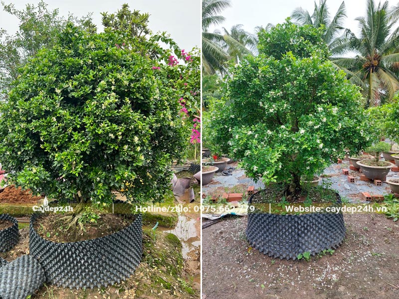 Cây Nguyệt Quế cổ thụ dâm ủ kỹ tại vườn