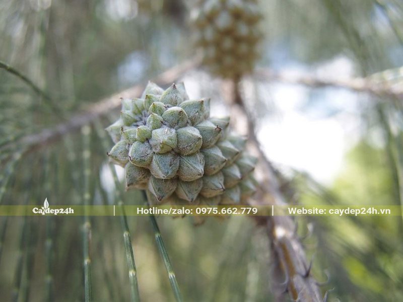 Nón quả của cây Phi Lao