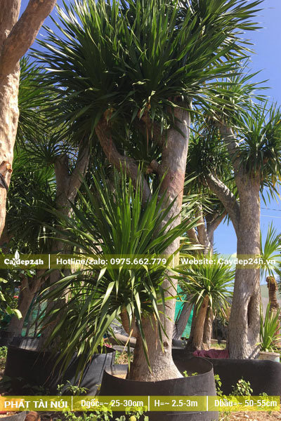 Hàng chục cây Phát Tài Núi thân lớn, cây cổ thụ hàng chục năm tuổi