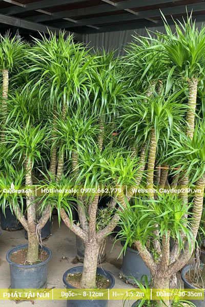 Mua chậu cây Phát Tài Núi kích thước nhỏ trang trí trong nhà