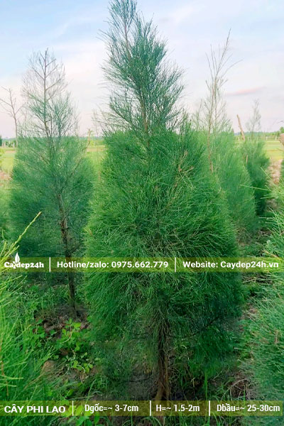 Vườn trồng và bán Phi lao cảnh, đã tỉa tán đẹp