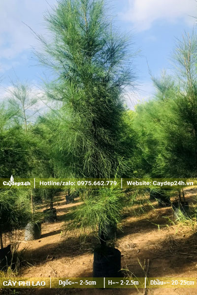 Phi Lao dưỡng trong bầu, đk gốc từ 3 - 5cm