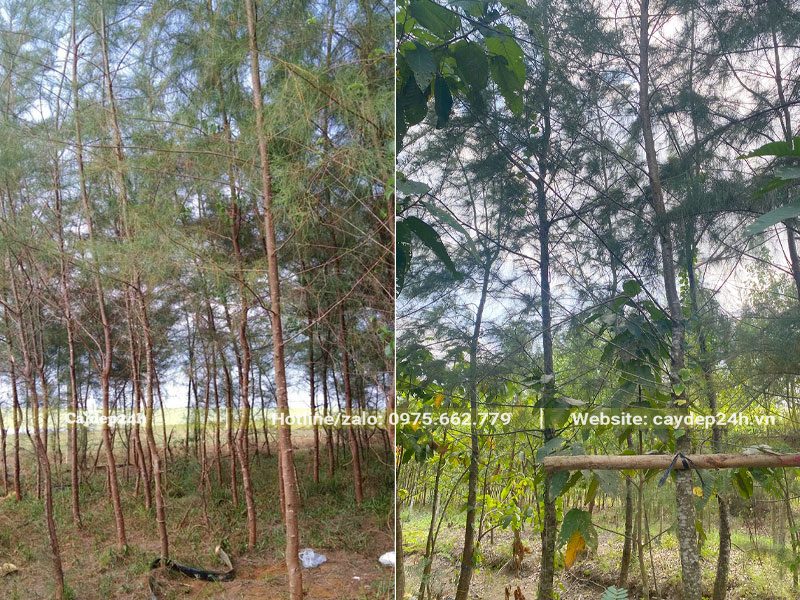 Chọn mua cây Phi Lao công trình đk 5 - 7cm, cao 5 - 7m