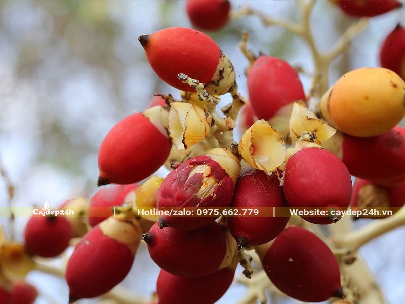 Quả cây Cau Vua chín đỏ rực rỡ