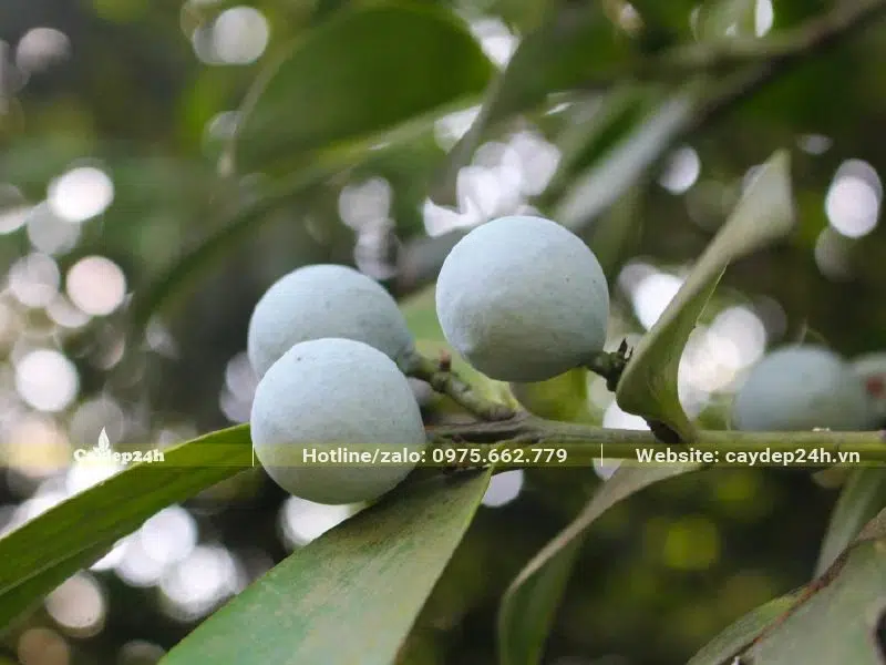 Quả Kim Giao có hình cầu, vỏ màu xanh lam độc đáo