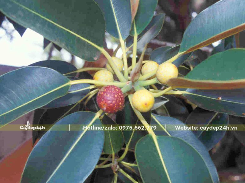 Quả Đa Búp Đỏ hình cầu đk từ 1 - 1,5cm