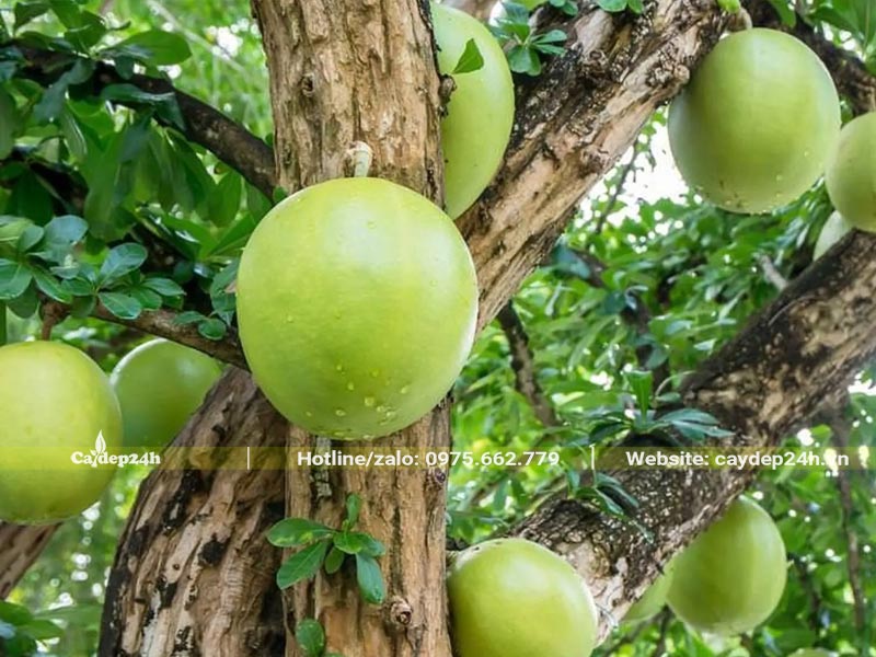 Quả Đào Tiên mọc trên thân và cành chính