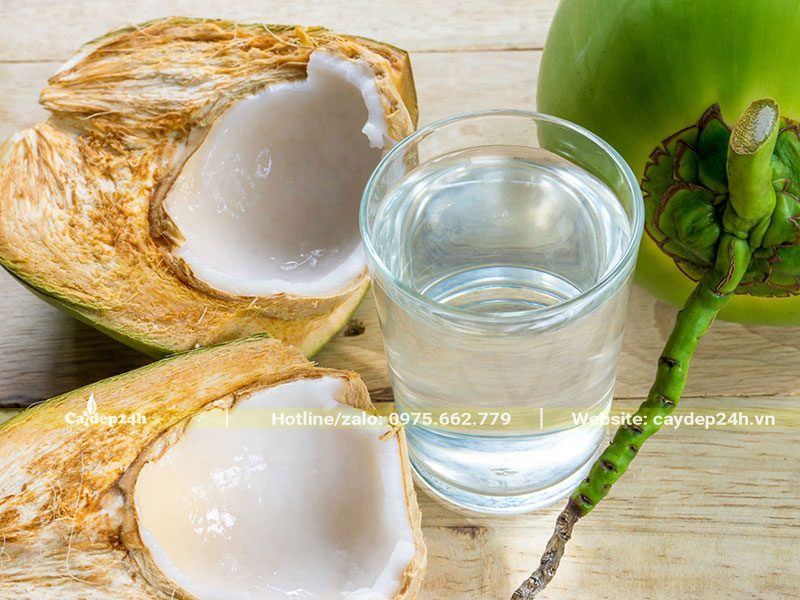 Quả dừa xiêm xanh