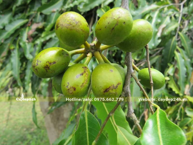 Chùm quả Hoàng Nam đã già chuẩn bị chín