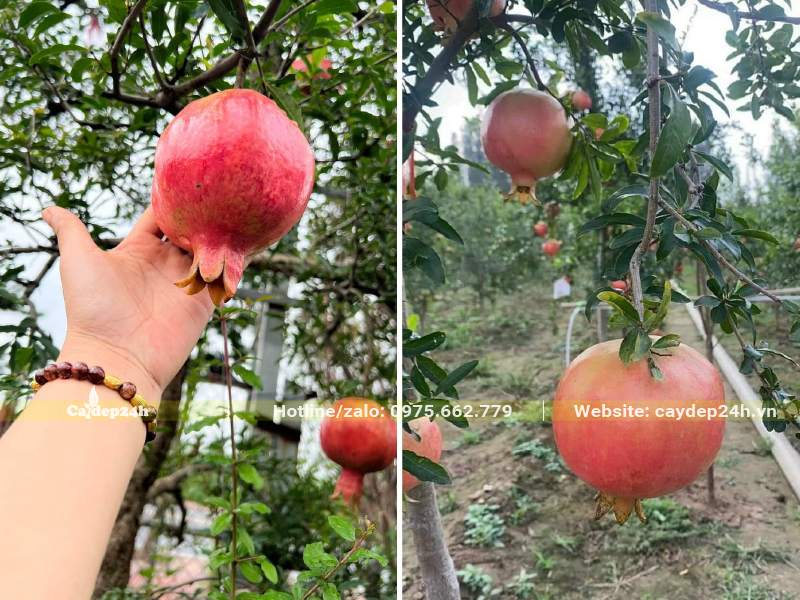 Quả Lựu đỏ bắt đầu chín, có thể thu hoạch