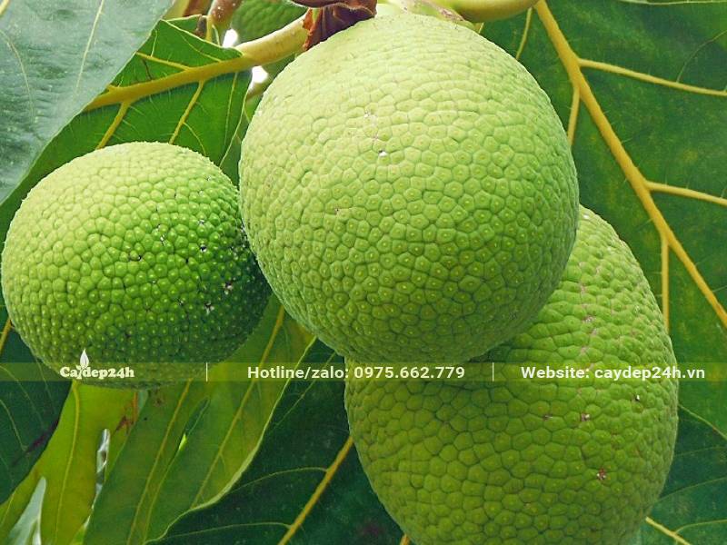 Chùm quả Sa Kê non