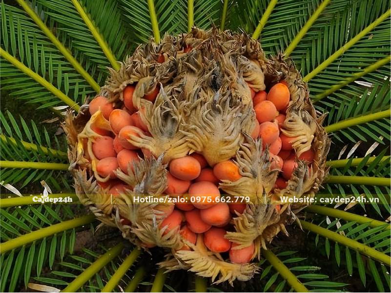 Quả Vạn Tuế nhung nhúc làm bên trong hoa cái