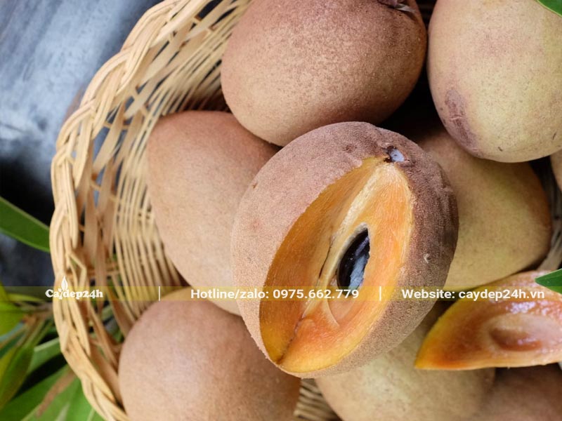 Quả Hồng Xiêm đã chín, bên trong mềm, ngọt lịm