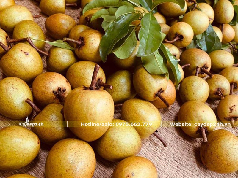 Một đống quả Hồng Xiêm Xuân Đỉnh mới rửa sạch