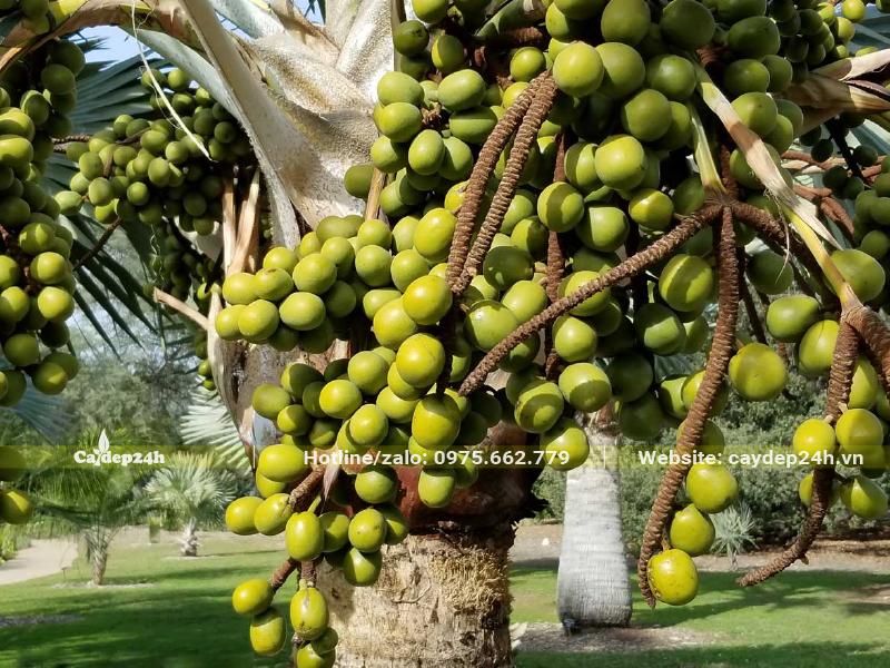 Một buồng quả Kè Bạc vẫn còn xanh