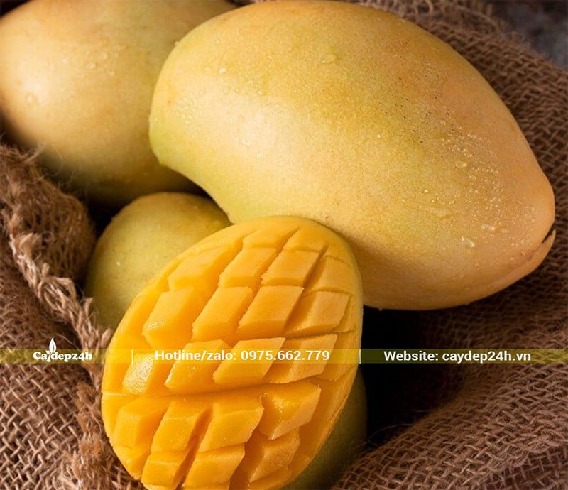 Quả Xoài Cát Chu khi chín vàng