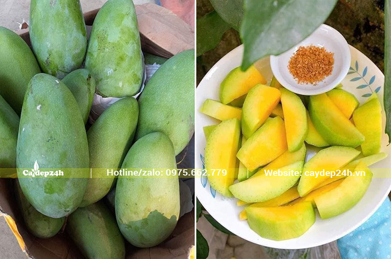 Quả Xoài Thái sau khi thu hoạch