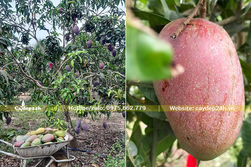 Cây Xoài quả tím đến mùa thu hoạch