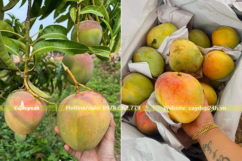 Thu hoạch quả Xoài Úc đóng vào thùng xốp