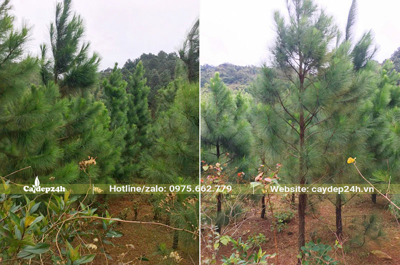 Đồi thông Caribe đã trồng lâu năm, tuyển chọn toàn cây đẹp, cao thẳng