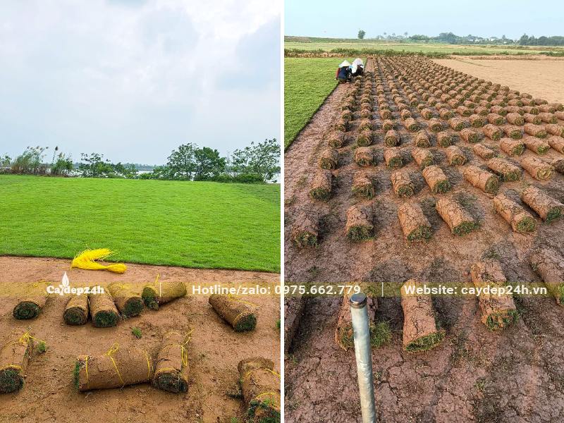 Hàng trăm cuộn cỏ Nhung Nhật đã được thu hoạch và cuộn lại ngay ngắn