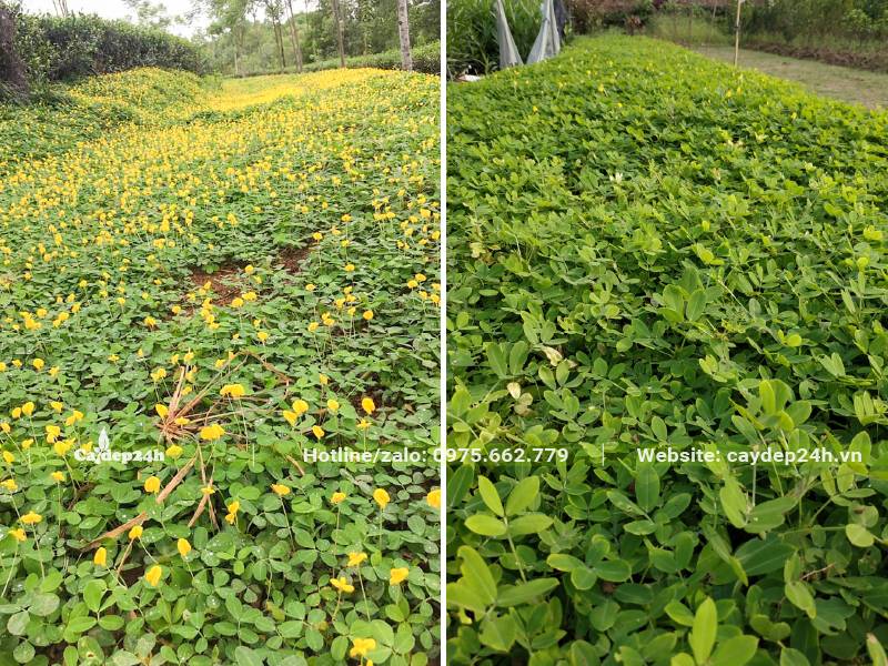Thảm Cỏ Lạc trải dài, hoa vàng đua nhau khoe sắc