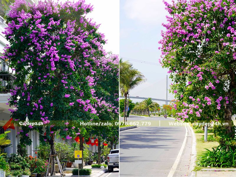Những hàng cây Bằng Lăng công trình trồng trên vỉa hè, hai bên đường phố