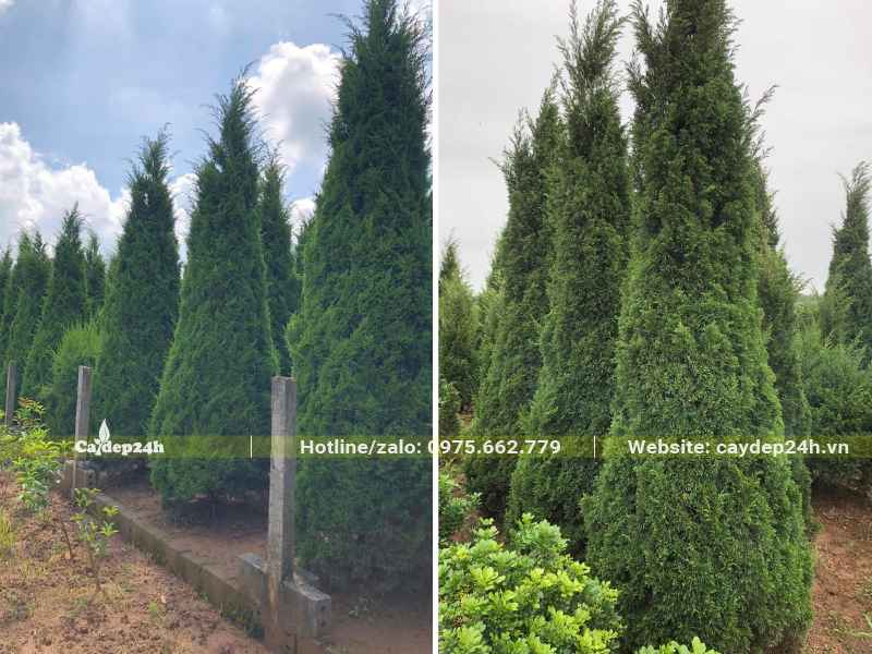 Những hàng Tùng Tháp cao tới 4m