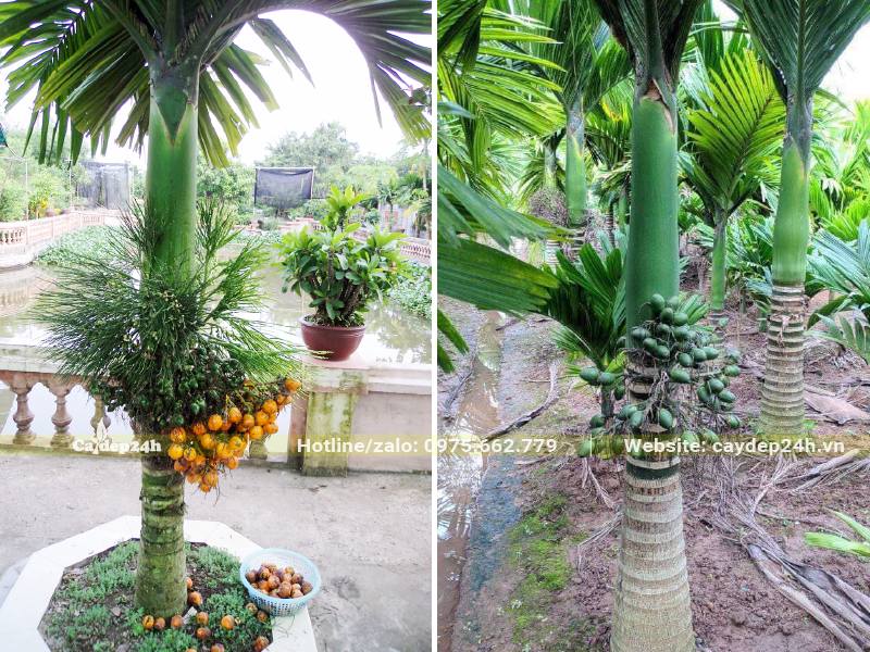 Cau Lùn tứ quý trồng trước sân và vườn nhà