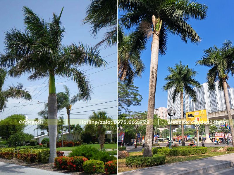 Cây Cau Vua công trình trồng tại dải phân cách đường phố tại Hà Nội