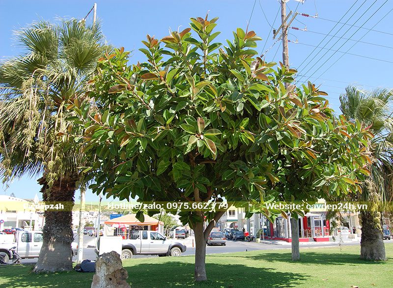 Đa Búp Đỏ trồng trên đường phố có tán lớn che mát khoảng không rộng