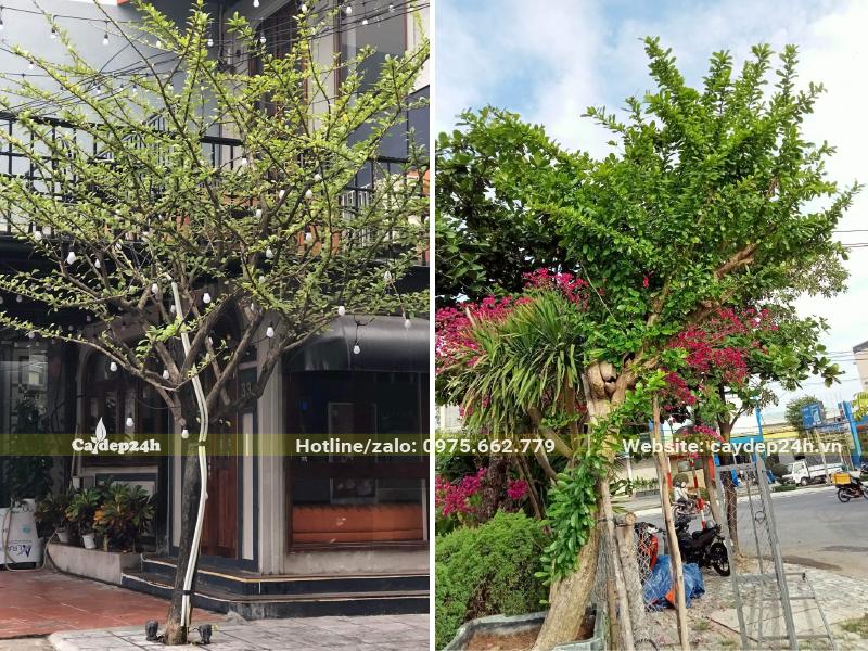 Cây cảnh Đào Tiên trồng trước nhà vừa làm cảnh vừa gia tăng phong thủy