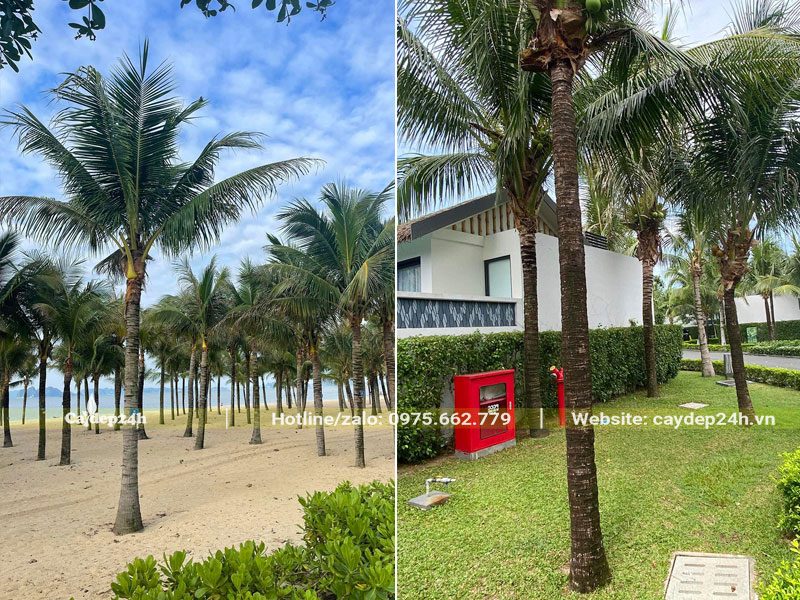 Những hàng Dừa Công trình cao vút trồng trên các bãi cát ven biển