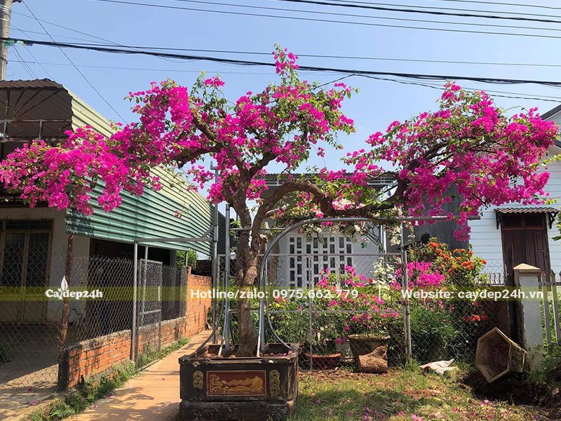 Chậu cây hoa Giấy cổ thụ trồng chậu cảnh, dáng uốn bonsai siêu đẹp