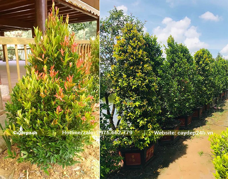 Cây Hồng Lộc trang trí sân vườn