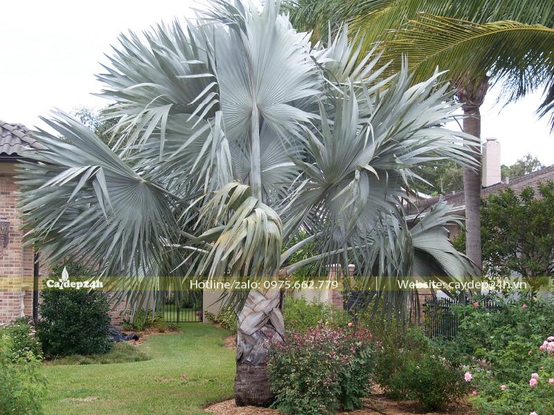 Cây trồng trang trí sân vườn biệt thự, lóng thân cao hơn 1m, tán lá lớn