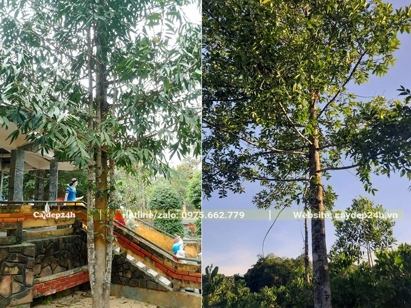 Kim Giao công trình đường kính thân 10 - 15cm, thân cao thẳng tắp
