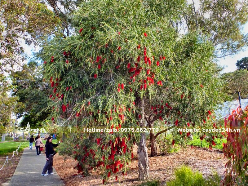 Cây hoa Liễu Đỏ lâu năm trồng trong công viên đang mùa hoa nở rực rỡ