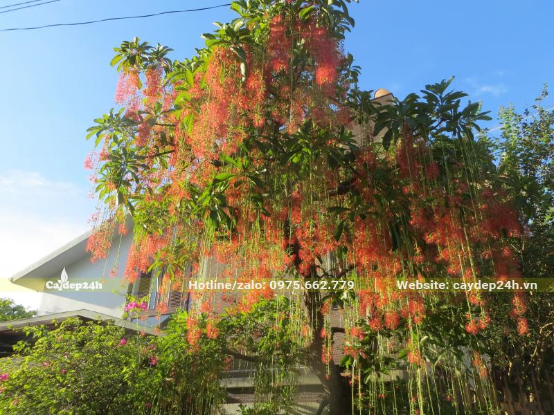Cây nở đây những chuỗi hoa màu đỏ xinh đẹp, tô điểm cho sân vườn biệt thự
